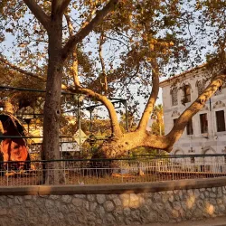 Hippocrates Tree - Kos