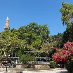 Hippocrates Tree - Kos