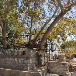 Hippocrates Tree - Kos