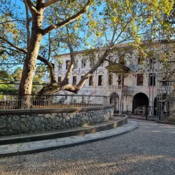 Hippocrates Tree - Kos