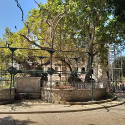 Hippocrates Tree - Kos