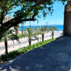 Hippocrates Tree - Kos