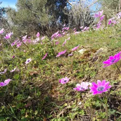 Penteli Mountain (nearby) - Melissia
