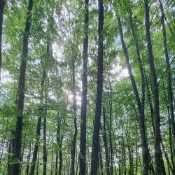 Mount Vermio - Naousa