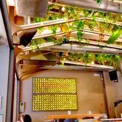 Local Cafes and Taverns - Nea Smyrni