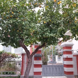 Nea Smyrni Library - Nea Smyrni