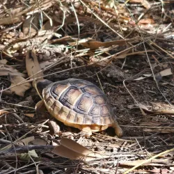 Nea Smyrni Park - Nea Smyrni