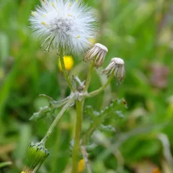 Cultural Center of Orestiada - Orestiada
