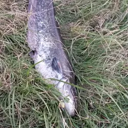 Evros River - Orestiada