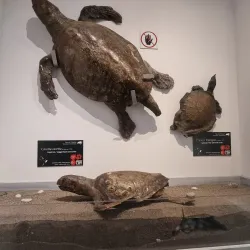 Rhodes Aquarium - Rhodes