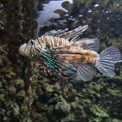 Rhodes Aquarium - Rhodes