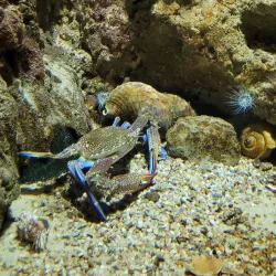 Rhodes Aquarium - Rhodes