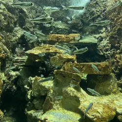 Rhodes Aquarium - Rhodes