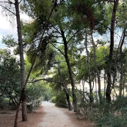 Pine Forest of Xylokastro - Xylokastro