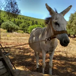 Anafonitria Monastery - Zakynthos
