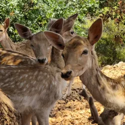 Askos Stone Park - Zakynthos