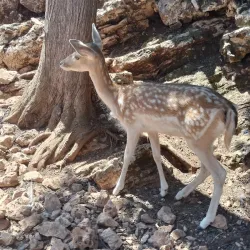Askos Stone Park - Zakynthos