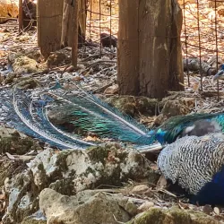 Askos Stone Park - Zakynthos