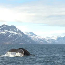 Fishing and Hunting Excursions - Alluitsup Paa