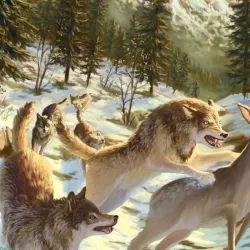 Wildlife Watching - Alluitsup Paa