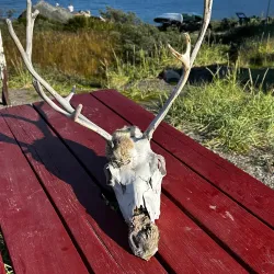 Local Greenlandic Cuisine Experience - Arsuk