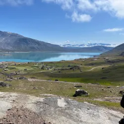 Bird Watching - Igaliku