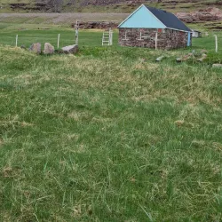 Bird Watching - Igaliku