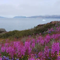 Hiking Trails Around Igaliku - Igaliku