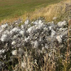 Hiking Trails Around Igaliku - Igaliku
