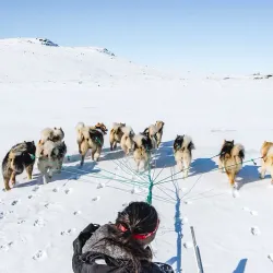 Arctic Wildlife Observation - Iginniarfik