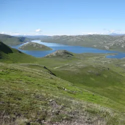 Arctic Wildlife Observation - Niaqornaarsuk
