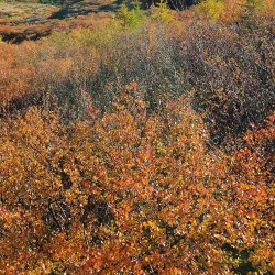 Hiking and Nature Trails - Niaqornaarsuk