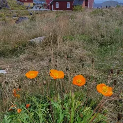 Qaqortoq Church - Qaqortoq
