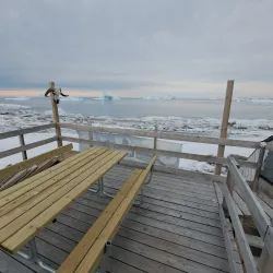 Arctic Wildlife Watching - Qeqertarsuaq (Godhavn)