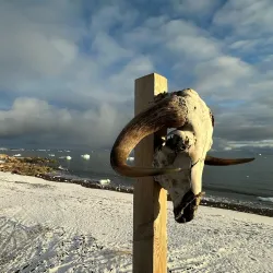 Arctic Wildlife Watching - Qeqertarsuaq (Godhavn)