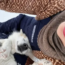 Dog Sledding Tours - Sisimiut