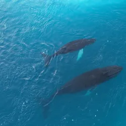 Whale Watching Excursions - Sisimiut