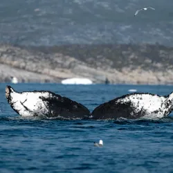 Whale Watching Excursions - Sisimiut