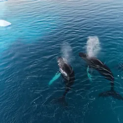 Whale Watching Excursions - Sisimiut