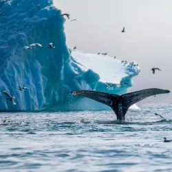 Whale Watching Excursions - Sisimiut