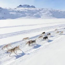 Dog Sledding Tours - Tasiilaq (Ammassalik)