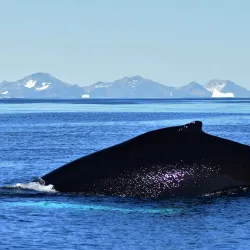Dog Sledding Tours - Tasiilaq (Ammassalik)