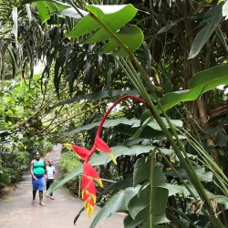 Annandale Falls - Saint George's