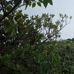 Mount Saint Catherine - Sauteurs