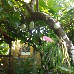 La Maison du Cacao - Baie Mahault