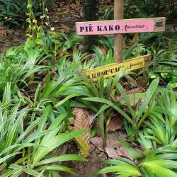 La Maison du Cacao - Baie Mahault