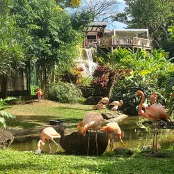 Botanical Garden of Deshaies - Basse-Terre
