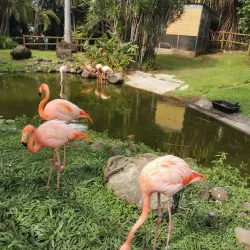 Botanical Garden of Deshaies - Basse-Terre