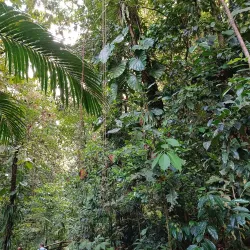 Cascade aux Écrevisses - Basse-Terre