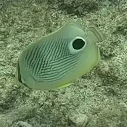 Cousteau Reserve - Basse-Terre